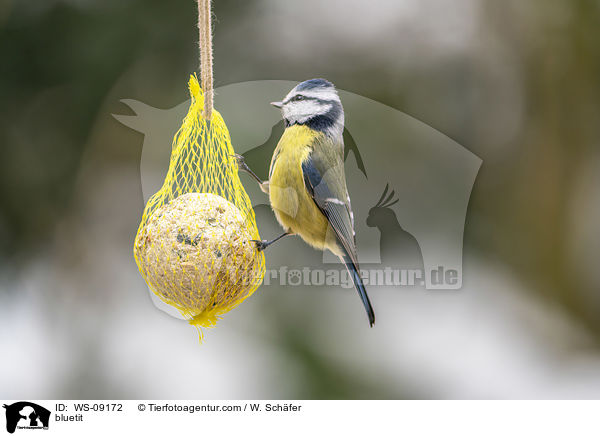 Blaumeise / bluetit / WS-09172