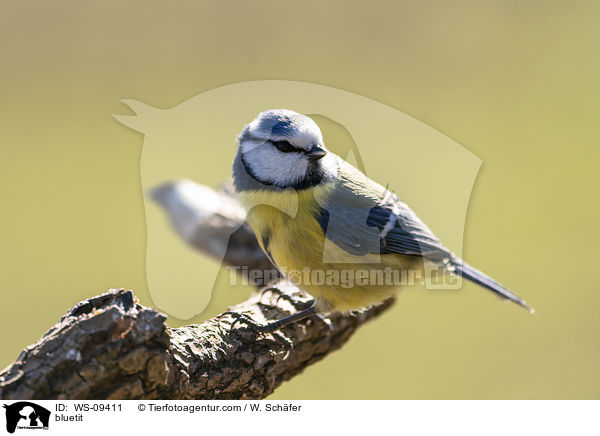 bluetit / WS-09411