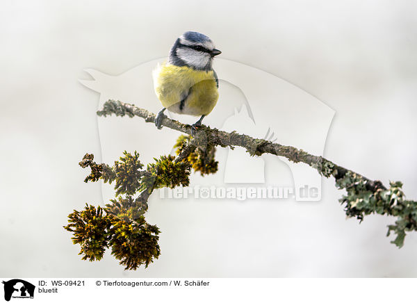 Blaumeise / bluetit / WS-09421