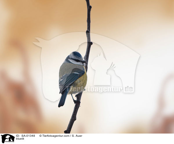 Blaumeise / bluetit / SA-01348