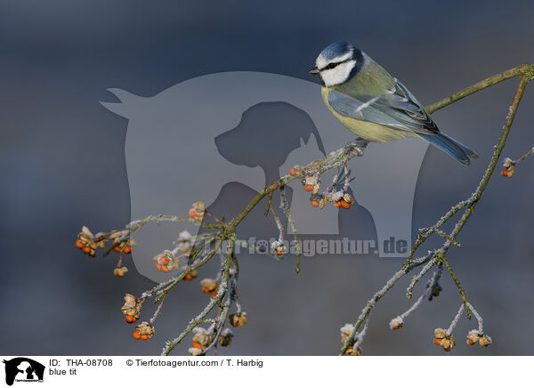 Blaumeise / blue tit / THA-08708