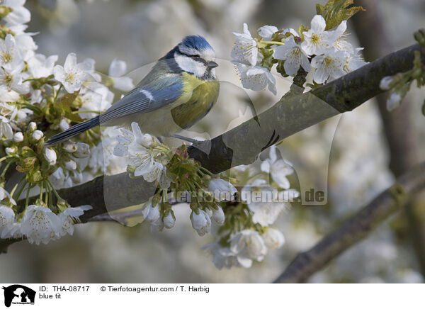 Blaumeise / blue tit / THA-08717