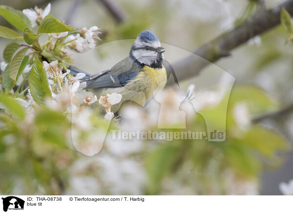 Blaumeise / blue tit / THA-08738