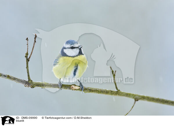 Blaumeise / bluetit / DMS-09990