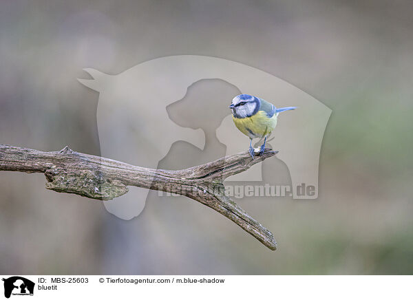 Blaumeise Blaumeise auf Ast / bluetit / MBS-25603