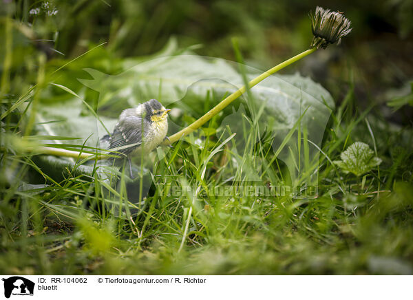 bluetit / RR-104062