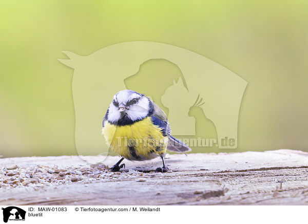 Blaumeise / bluetit / MAW-01083