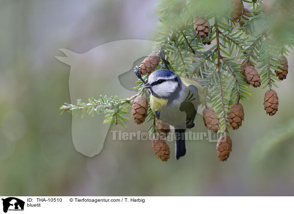 Blaumeise / bluetit / THA-10510