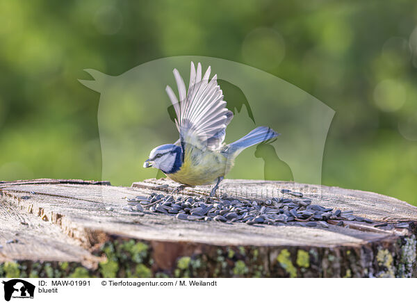 Blaumeise / bluetit / MAW-01991