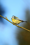 bluetit