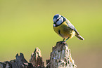 blue tit