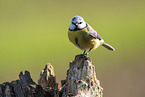 blue tit