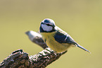 bluetit