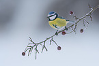 blue tit