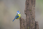 bluetit