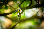 bluetit