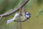 bluetit