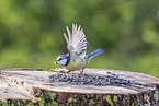 bluetit