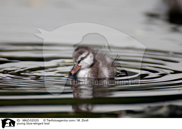 junge Blauflgelente / young blue-winged teal / MAZ-02020