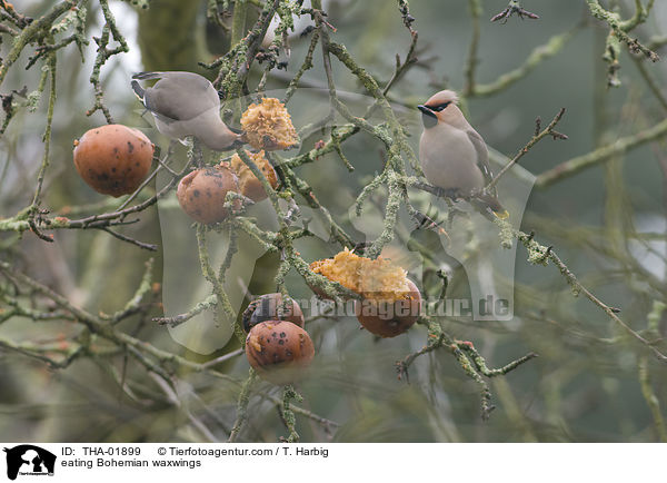 fressende Seidenschwnze / eating Bohemian waxwings / THA-01899