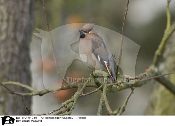 Seidenschwanz / Bohemian waxwing / THA-01910