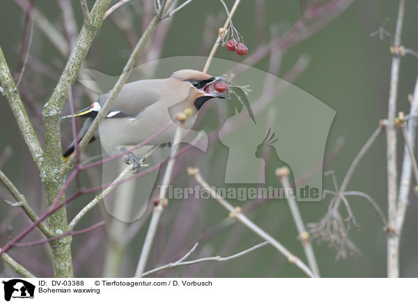 Seidenschwanz / Bohemian waxwing / DV-03388