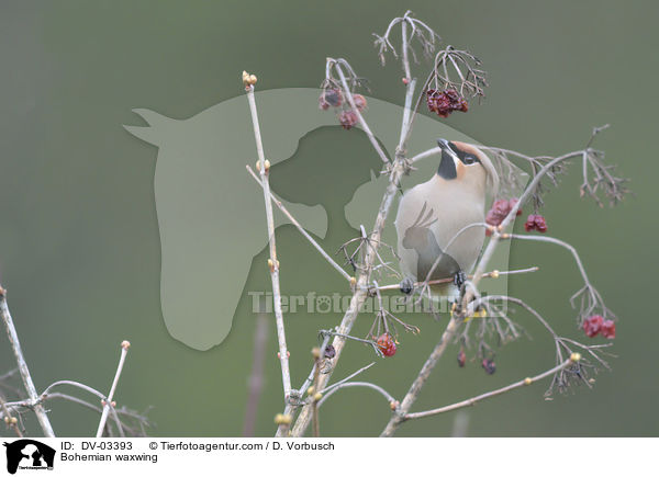 Seidenschwanz / Bohemian waxwing / DV-03393