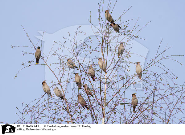 sitzende Seidenschwnze / sitting Bohemian Waxwings / THA-07741