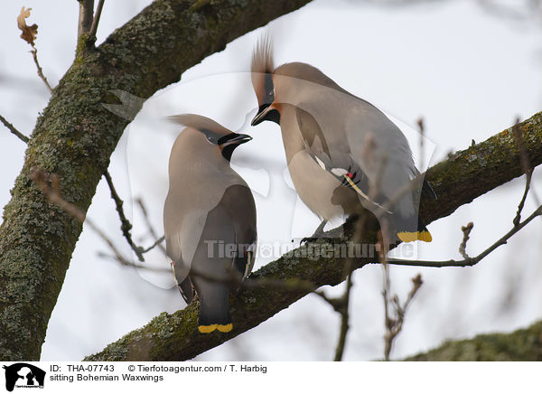 sitzende Seidenschwnze / sitting Bohemian Waxwings / THA-07743