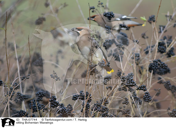 sitzende Seidenschwnze / sitting Bohemian Waxwings / THA-07744