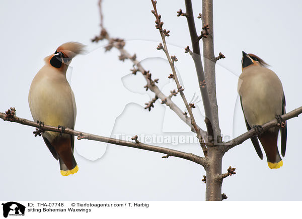 sitzende Seidenschwnze / sitting Bohemian Waxwings / THA-07748