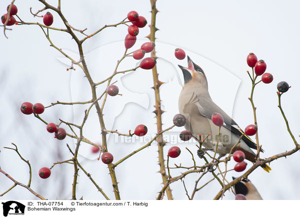 Seidenschwnze / Bohemian Waxwings / THA-07754