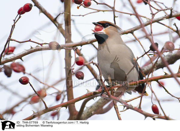 sitzender Seidenschwanz / sitting Bohemian Waxwing / THA-07769