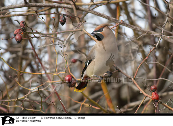 Seidenschwanz / Bohemian waxwing / THA-07894