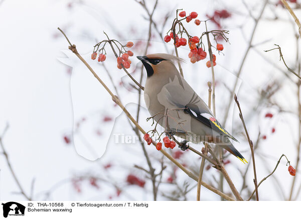 Seidenschwanz / Bohemian waxwing / THA-10568