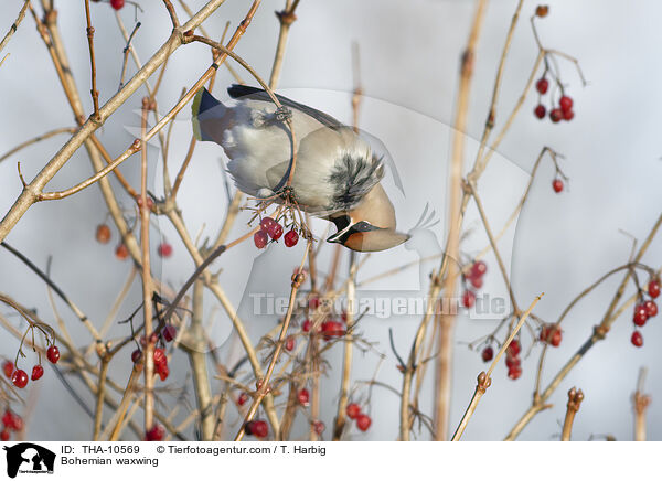 Seidenschwanz / Bohemian waxwing / THA-10569