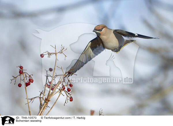 Seidenschwanz / Bohemian waxwing / THA-10570