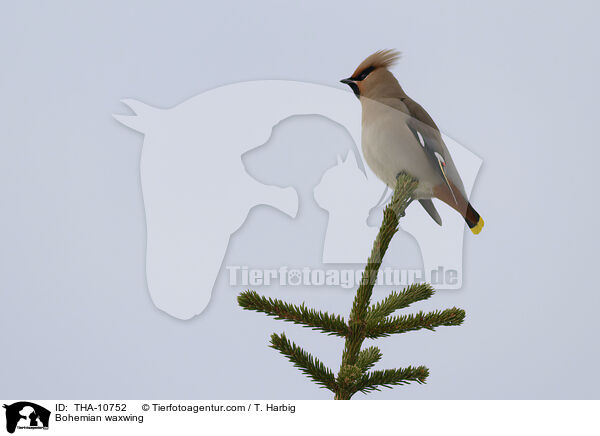 Seidenschwanz / Bohemian waxwing / THA-10752