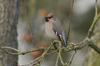 Bohemian waxwing