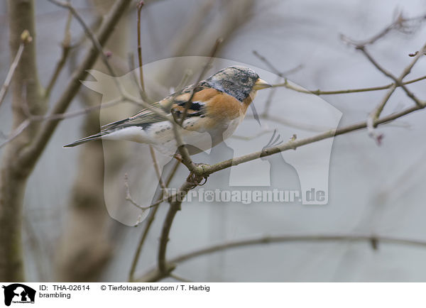 Bergfink / brambling / THA-02614