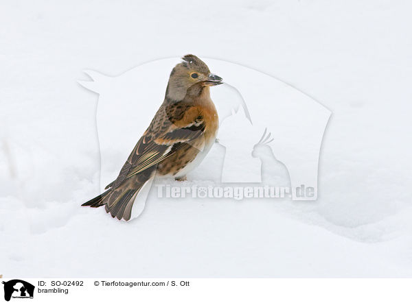 Bergfink / brambling / SO-02492