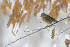 brambling