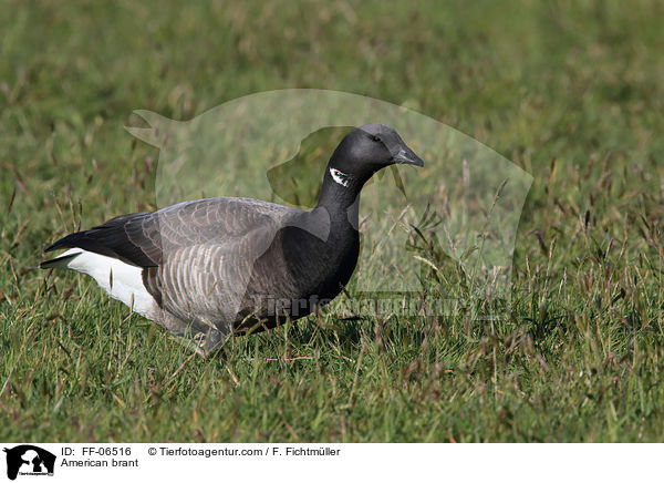 Ringelgans / American brant / FF-06516