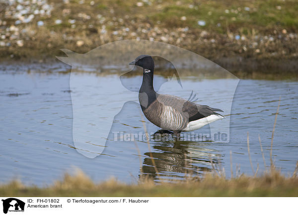 Ringelgans / American brant / FH-01802