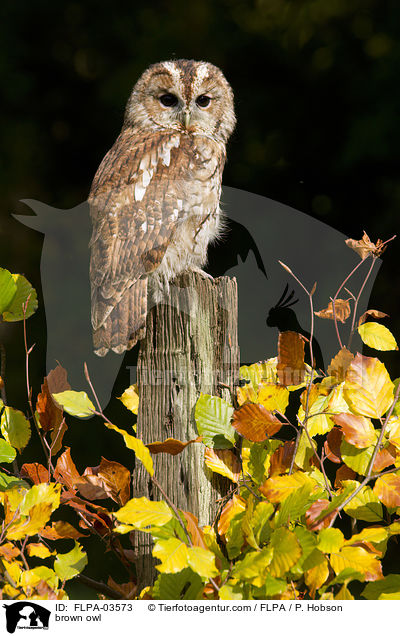 Waldkauz / brown owl / FLPA-03573