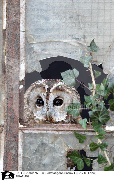 Waldkauz / brown owl / FLPA-03575
