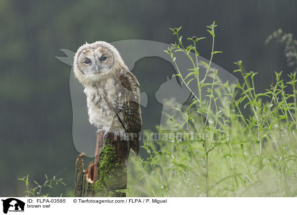 Waldkauz / brown owl / FLPA-03585