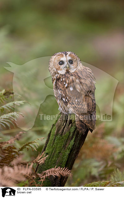 Waldkauz / brown owl / FLPA-03595