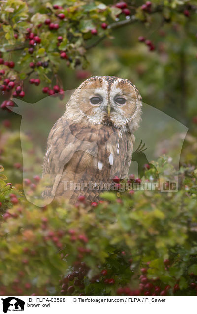 Waldkauz / brown owl / FLPA-03598