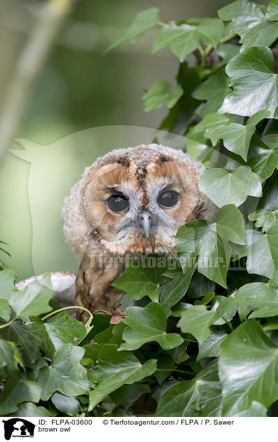 Waldkauz / brown owl / FLPA-03600